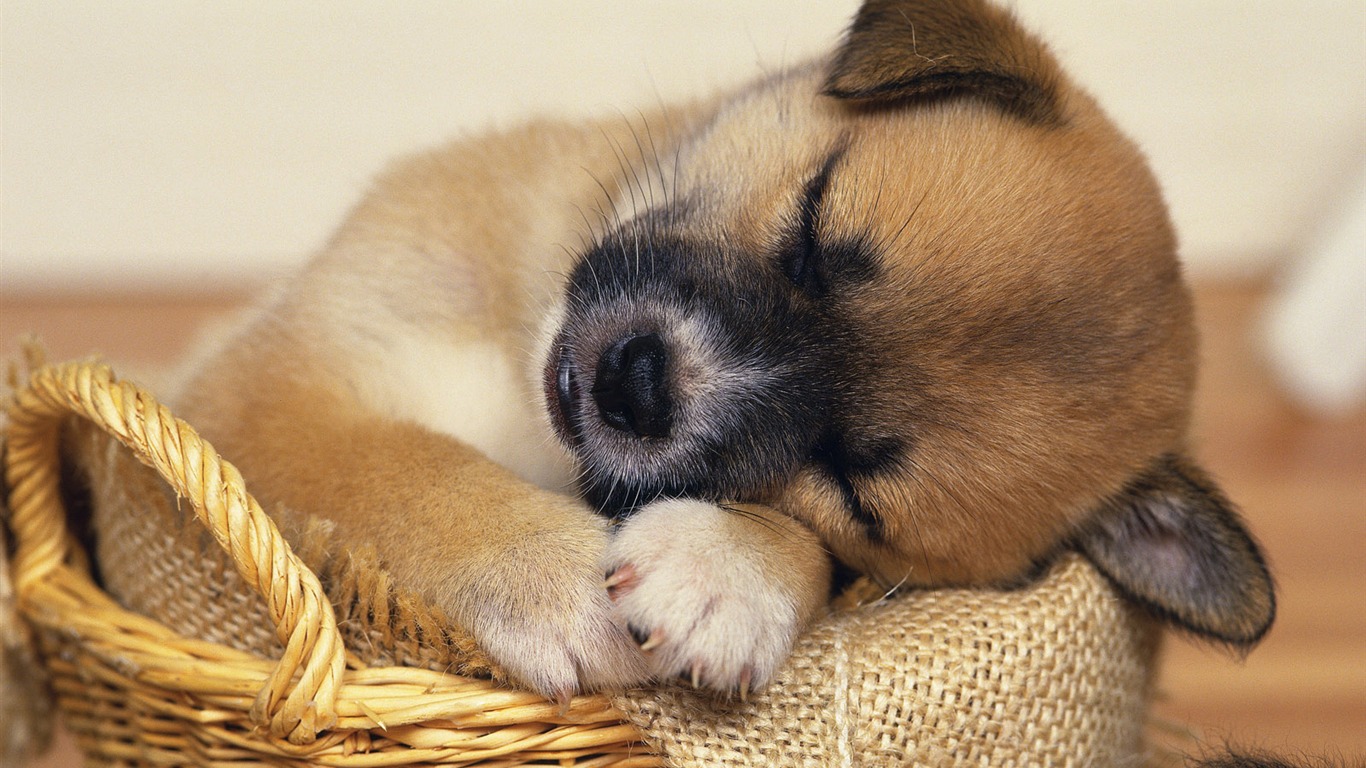 1600小狗寫真壁紙(七) #20 - 1366x768