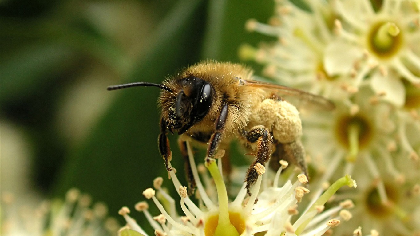 Láska Bee Květinové tapetu (4) #4 - 1366x768