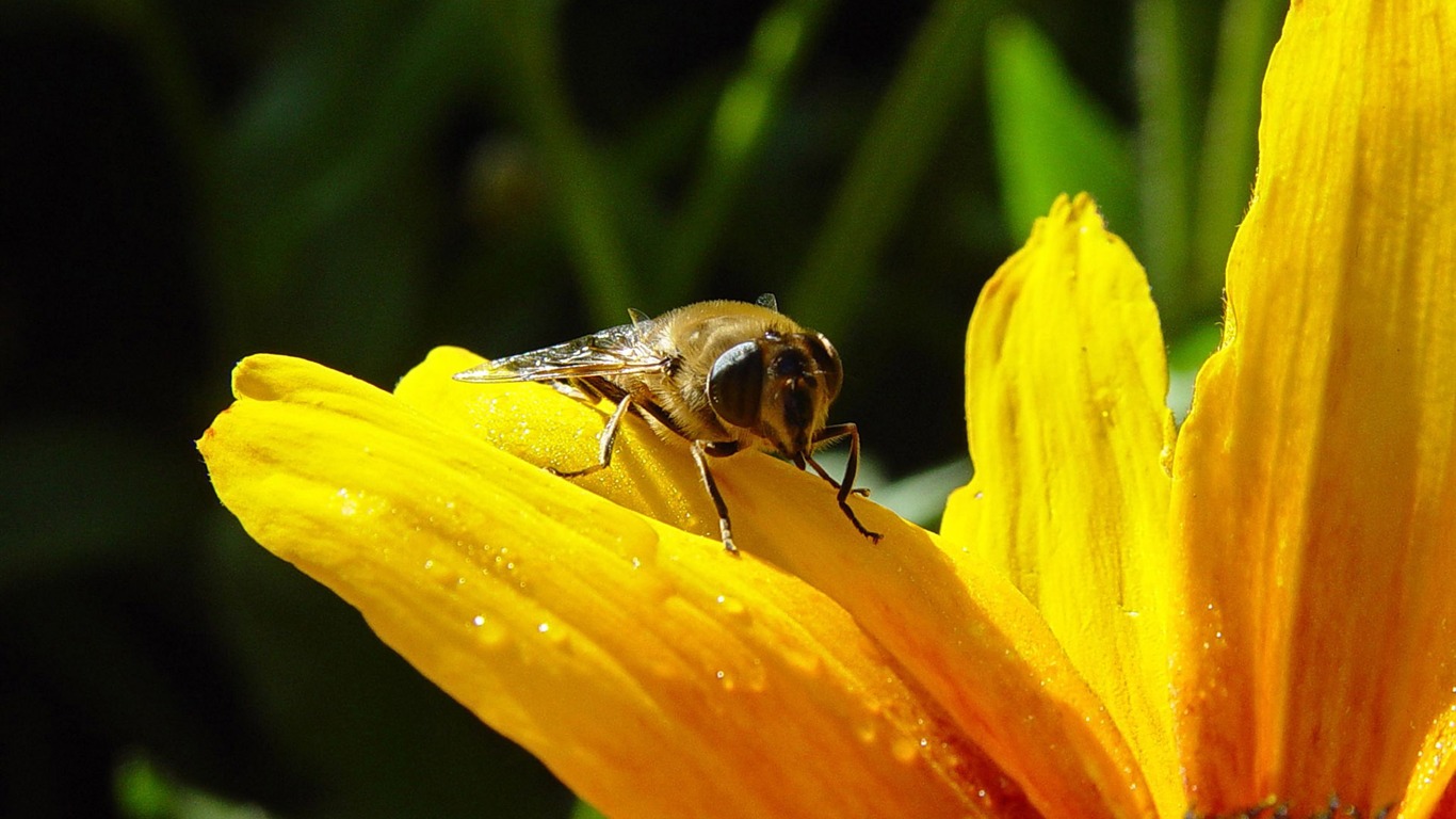 Láska Bee Květinové tapetu (4) #5 - 1366x768