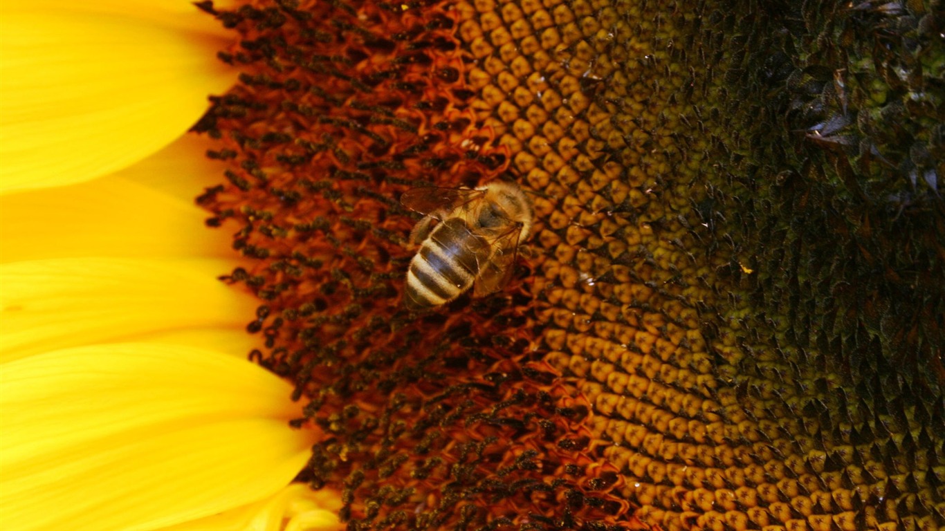 Love Bee Flower Wallpaper (4) #6 - 1366x768