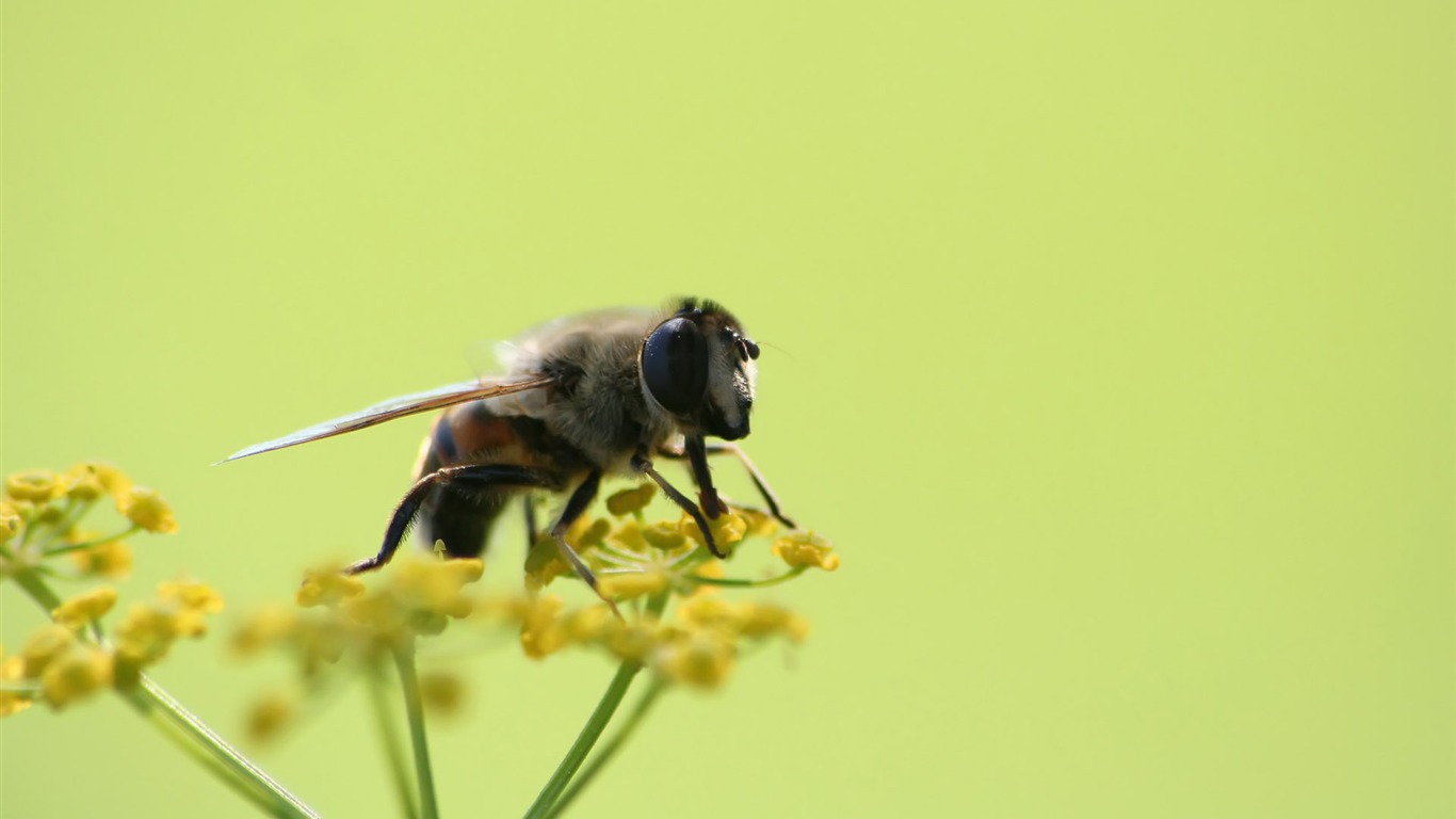 Láska Bee Květinové tapetu (4) #7 - 1366x768