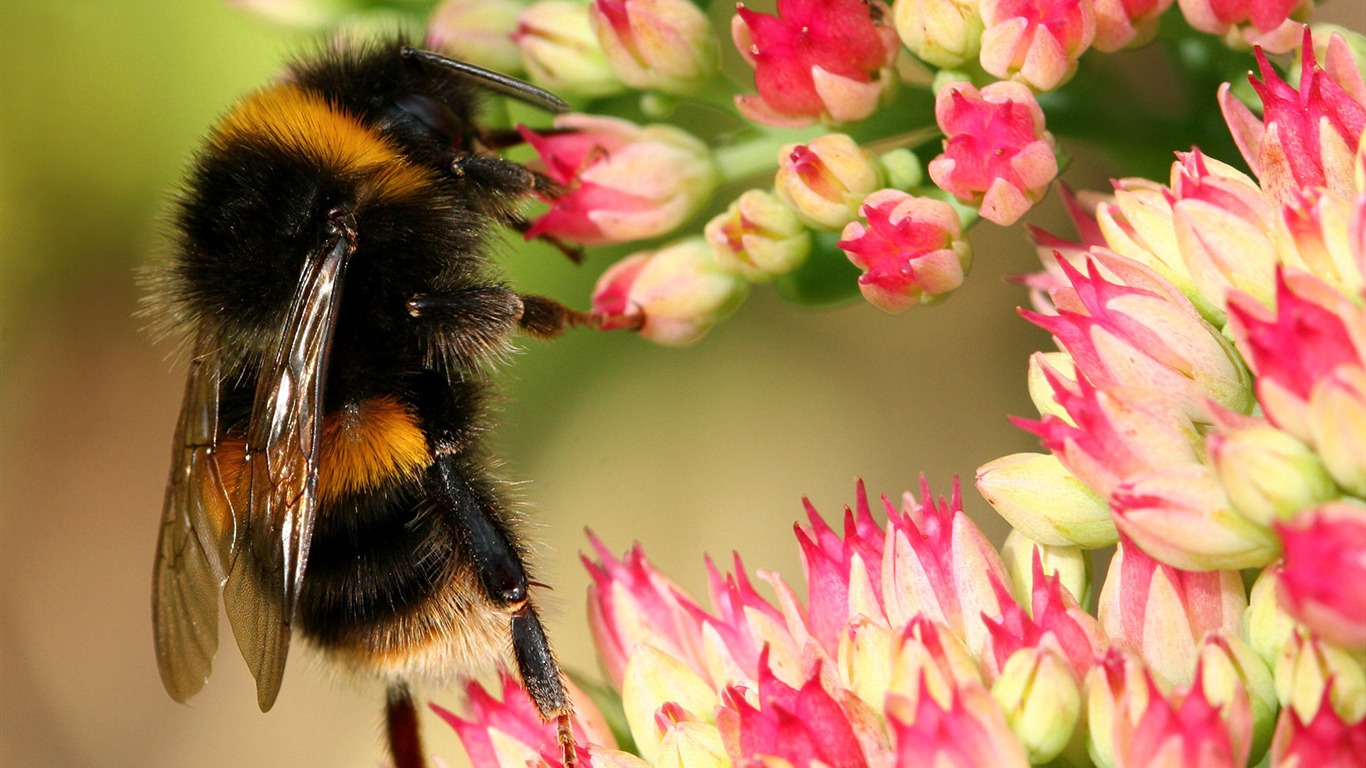 Láska Bee Květinové tapetu (4) #8 - 1366x768