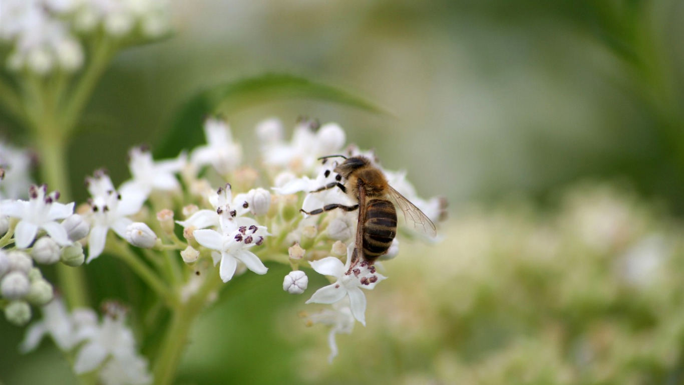 Láska Bee Květinové tapetu (4) #13 - 1366x768