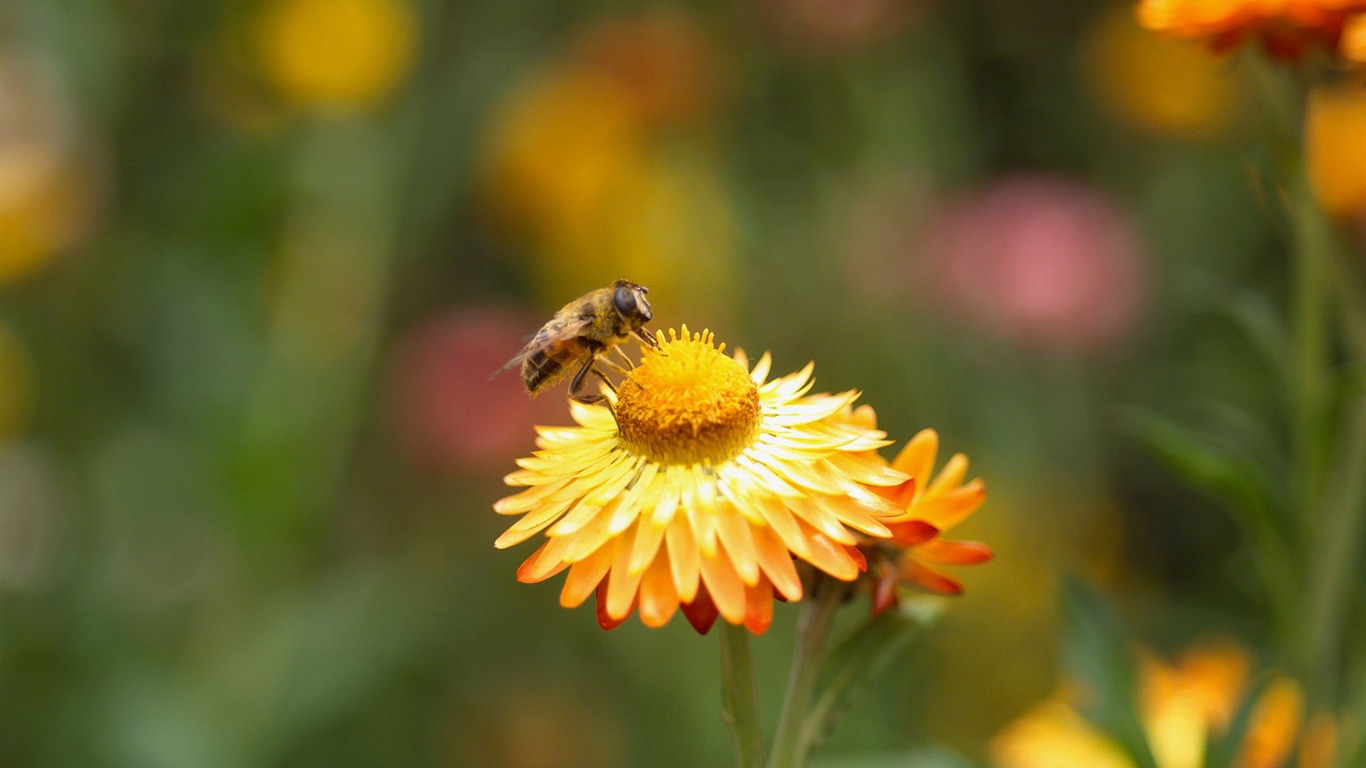 Láska Bee Květinové tapetu (4) #15 - 1366x768