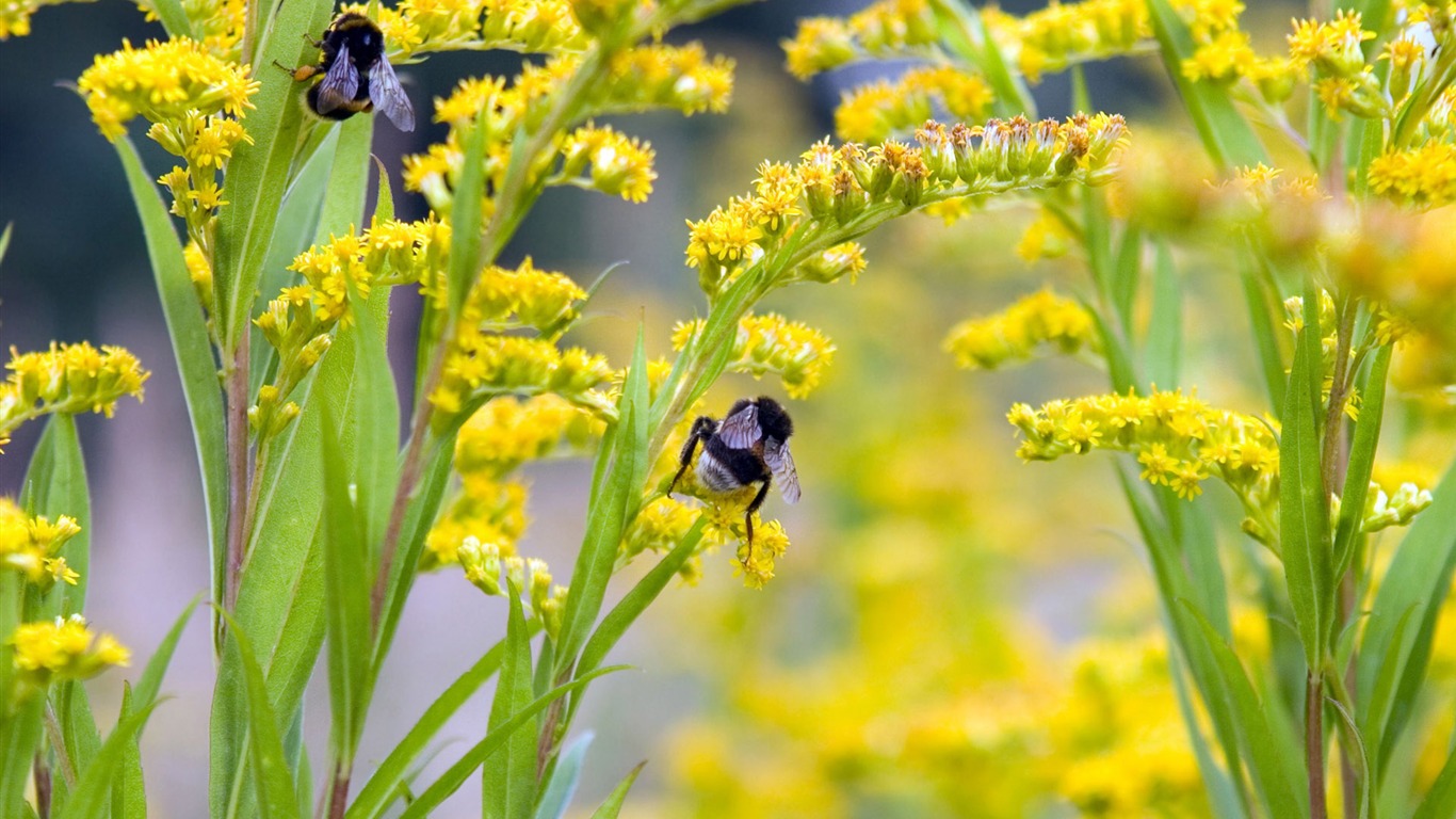 Láska Bee Květinové tapetu (4) #16 - 1366x768