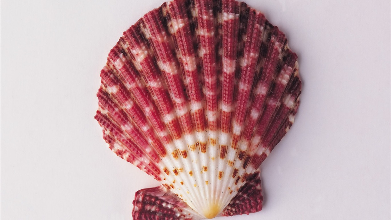Conch Shell wallpaper album (2) #2 - 1366x768