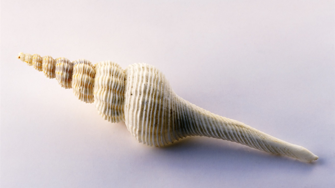 Conch Shell wallpaper album (2) #6 - 1366x768