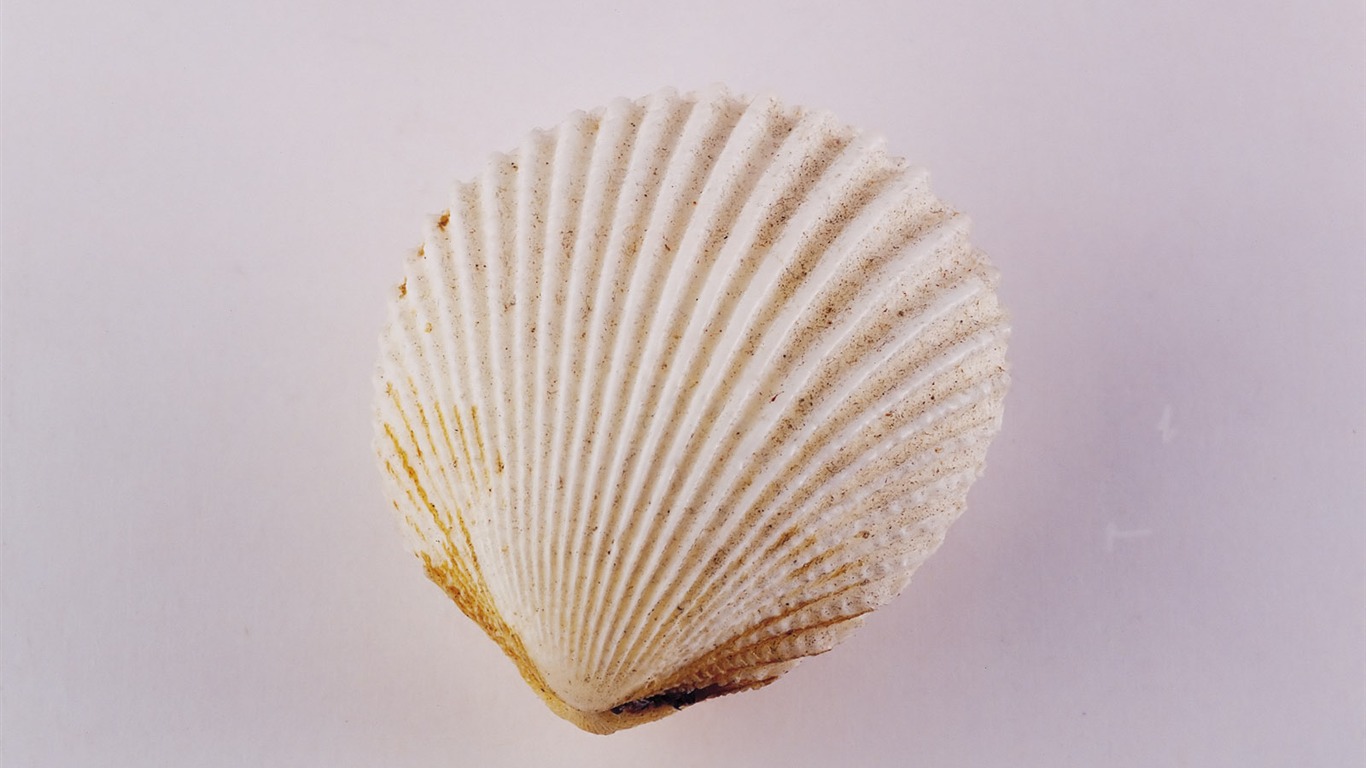 Conch Shell wallpaper album (2) #7 - 1366x768