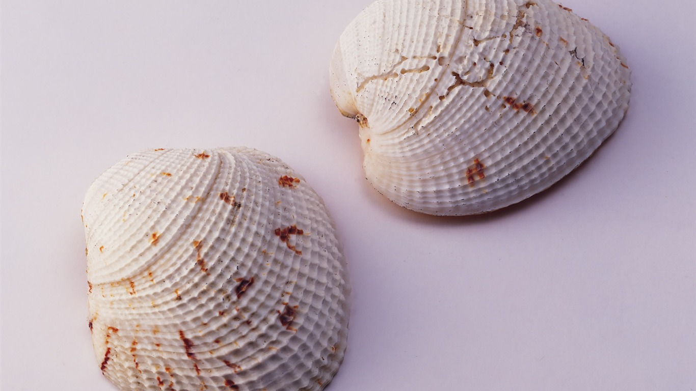 Conch Shell wallpaper album (2) #10 - 1366x768