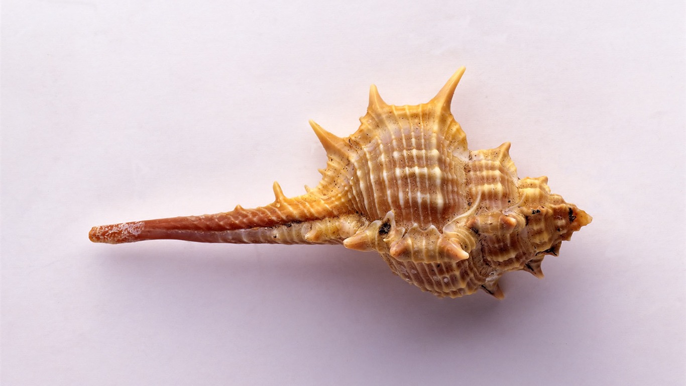 Conch Shell wallpaper album (2) #14 - 1366x768