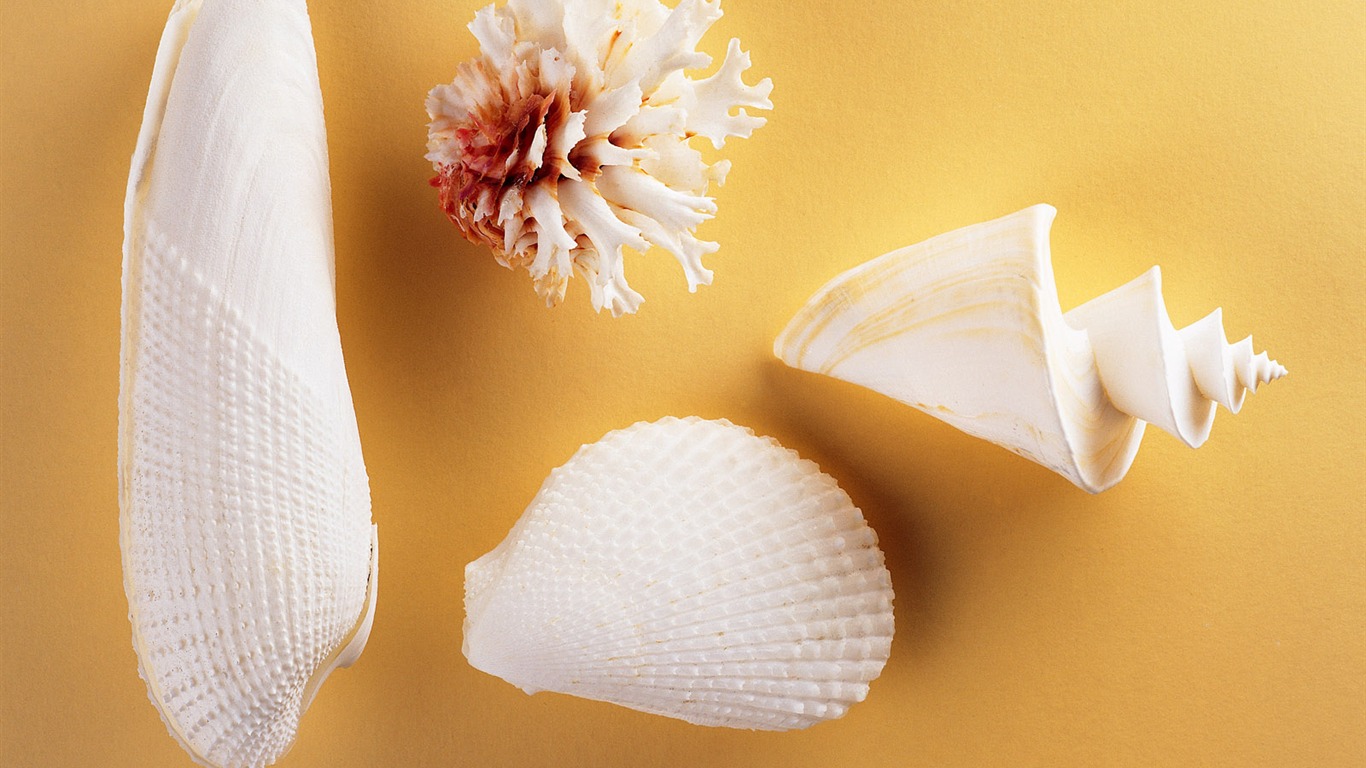 Conch Shell wallpaper album (2) #17 - 1366x768