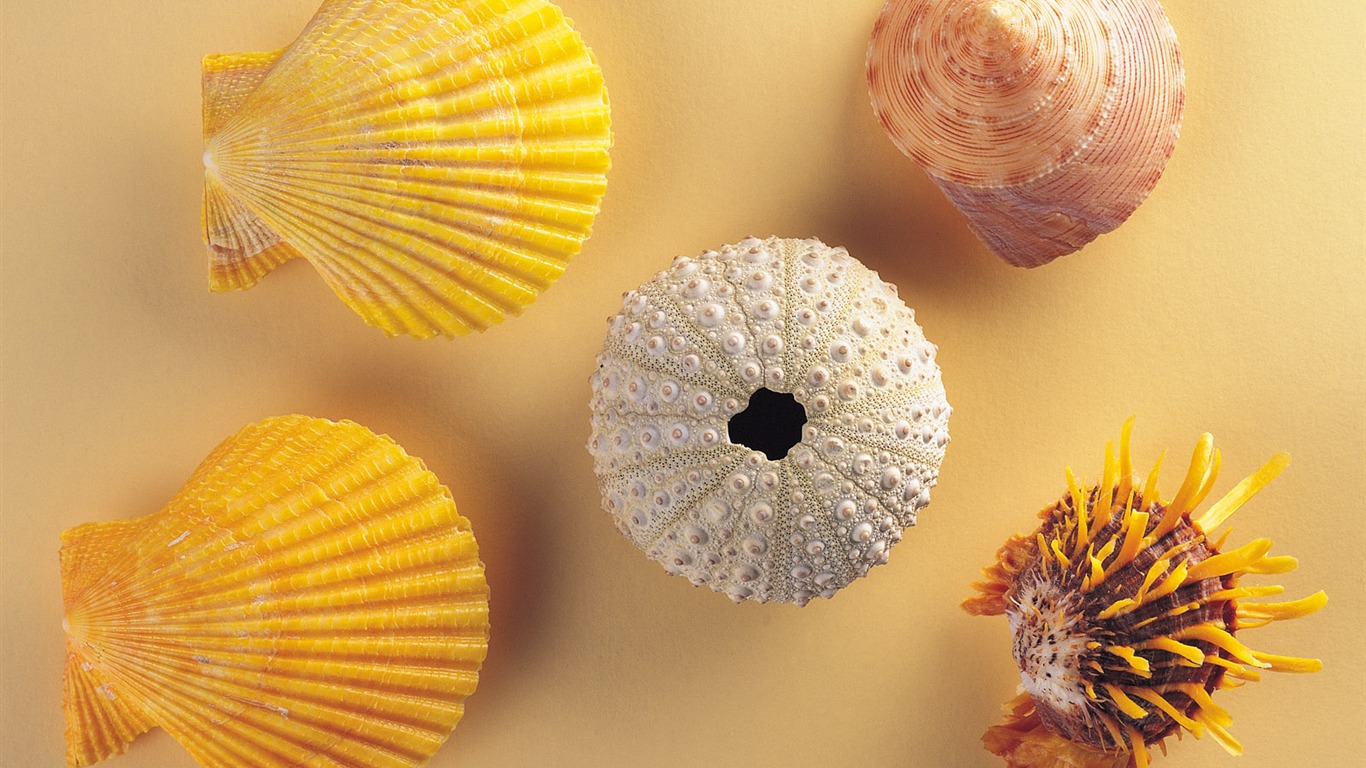 Conch Shell wallpaper album (2) #19 - 1366x768