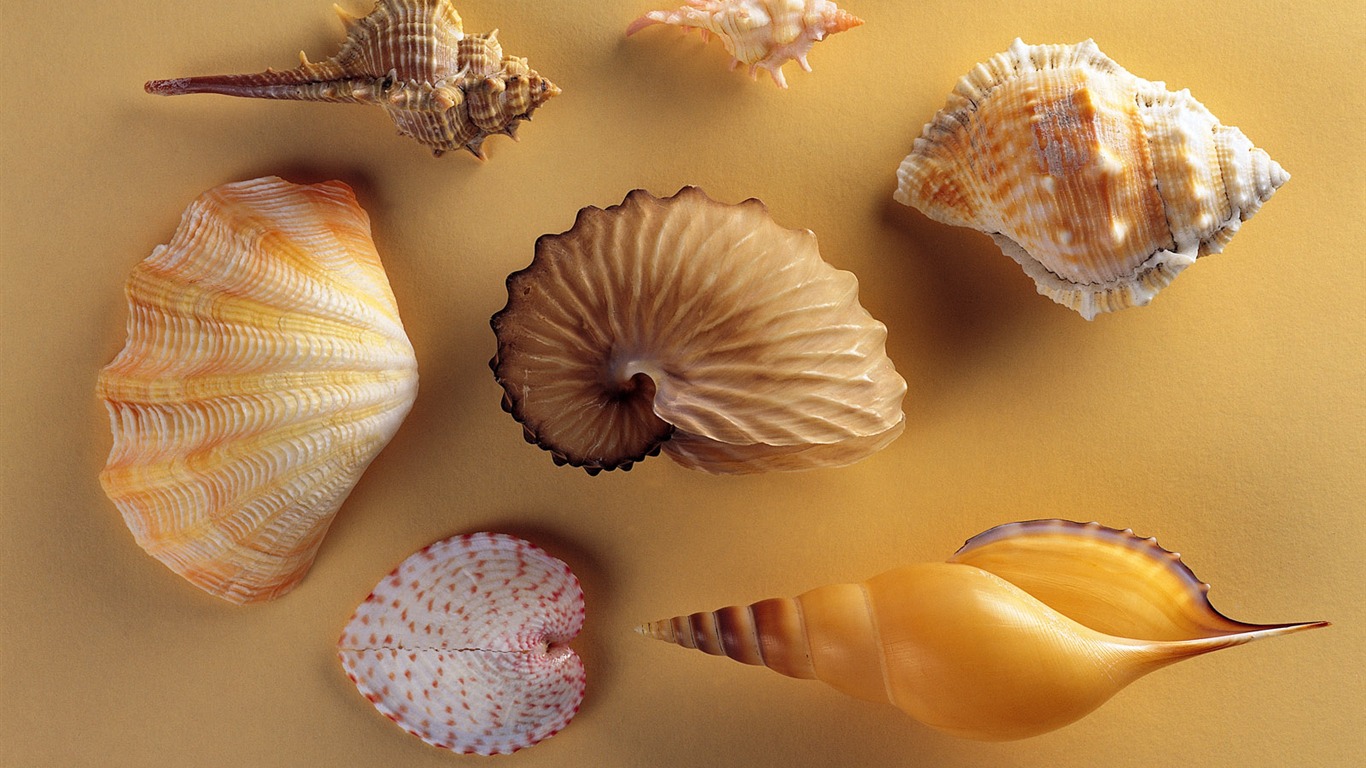 Conch Shell wallpaper album (2) #20 - 1366x768