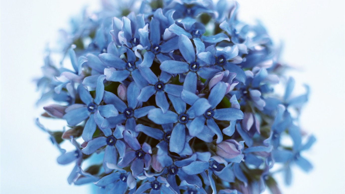 Flowers close-up (23) #8 - 1366x768