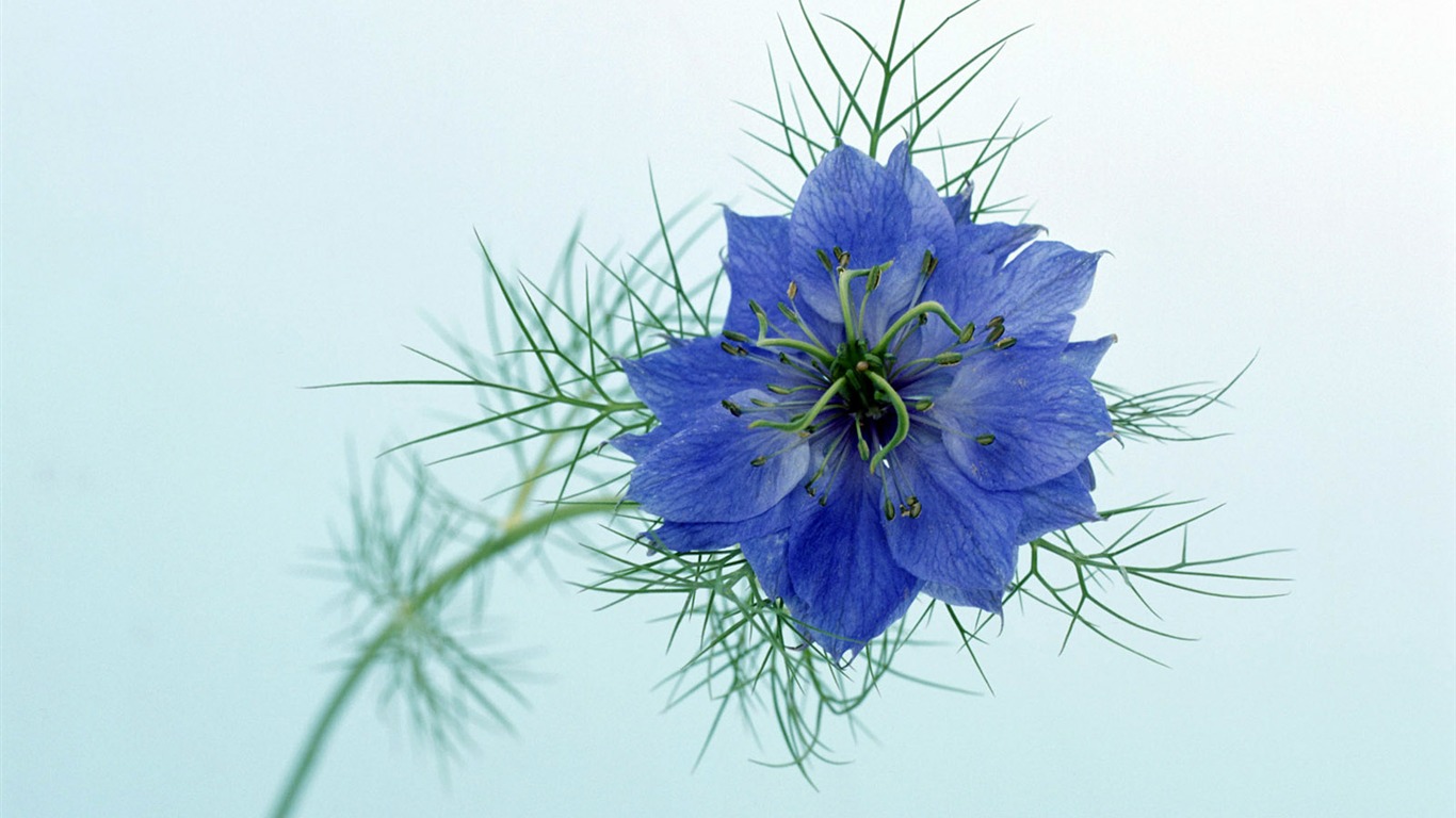 Flowers close-up (23) #10 - 1366x768
