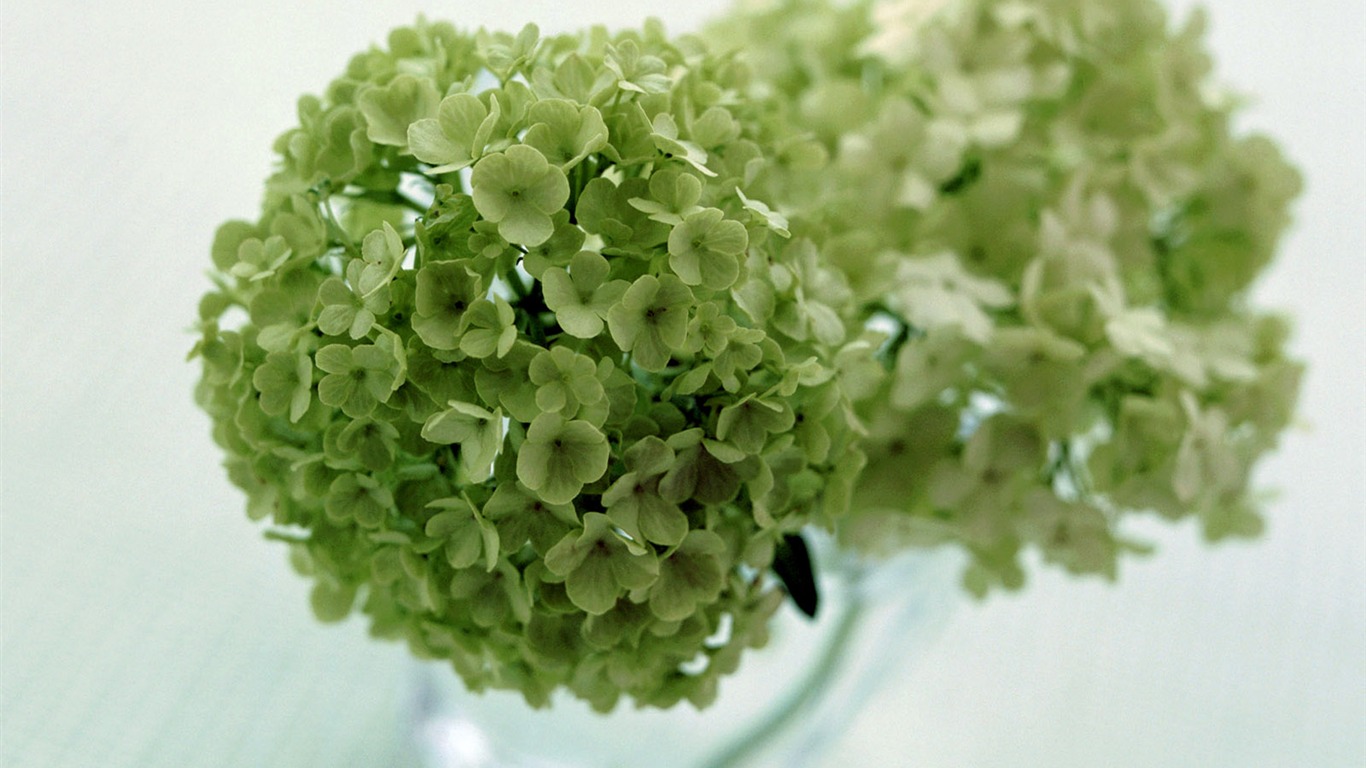 Flowers close-up (23) #12 - 1366x768