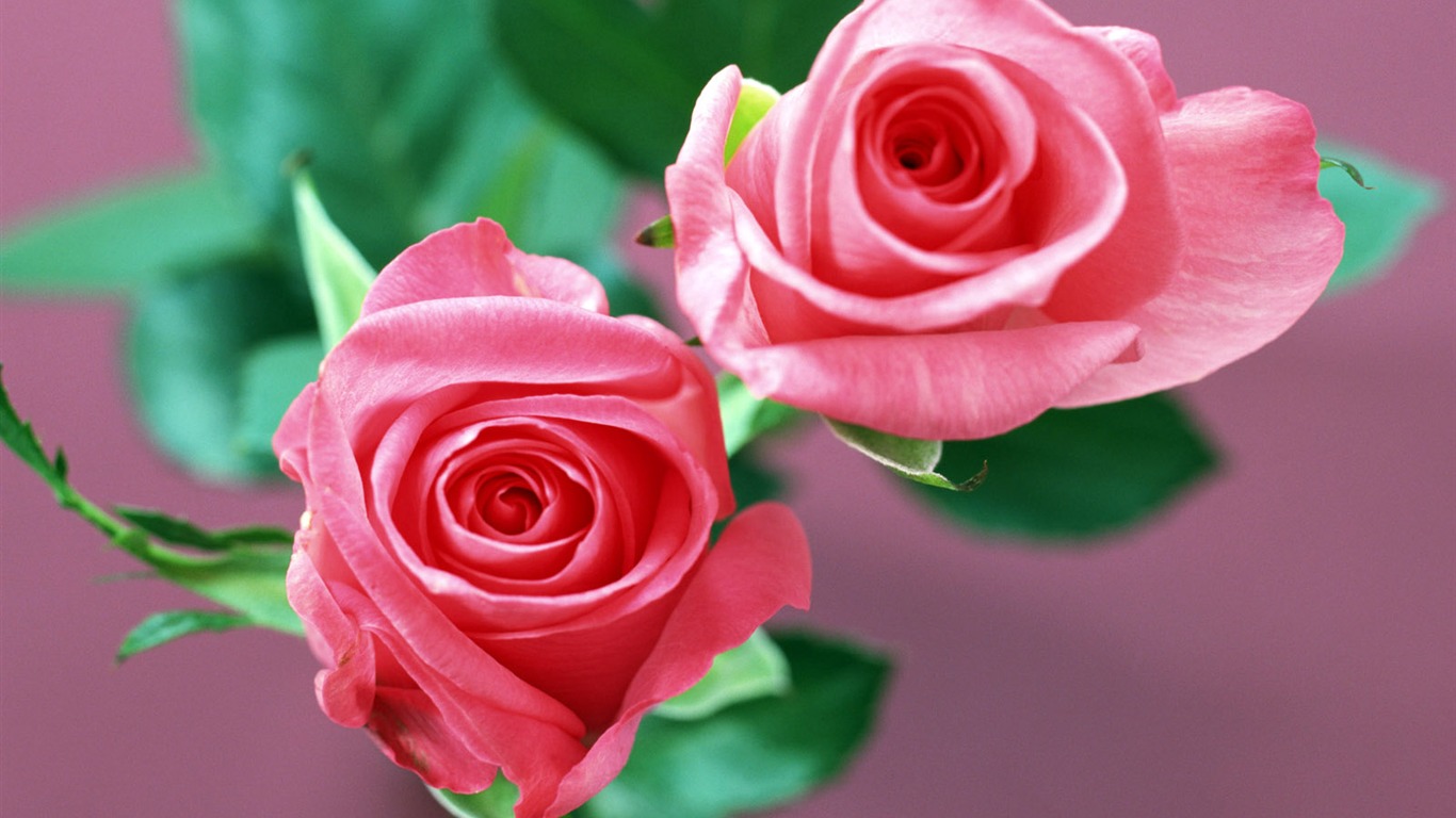 Flowers close-up (23) #20 - 1366x768