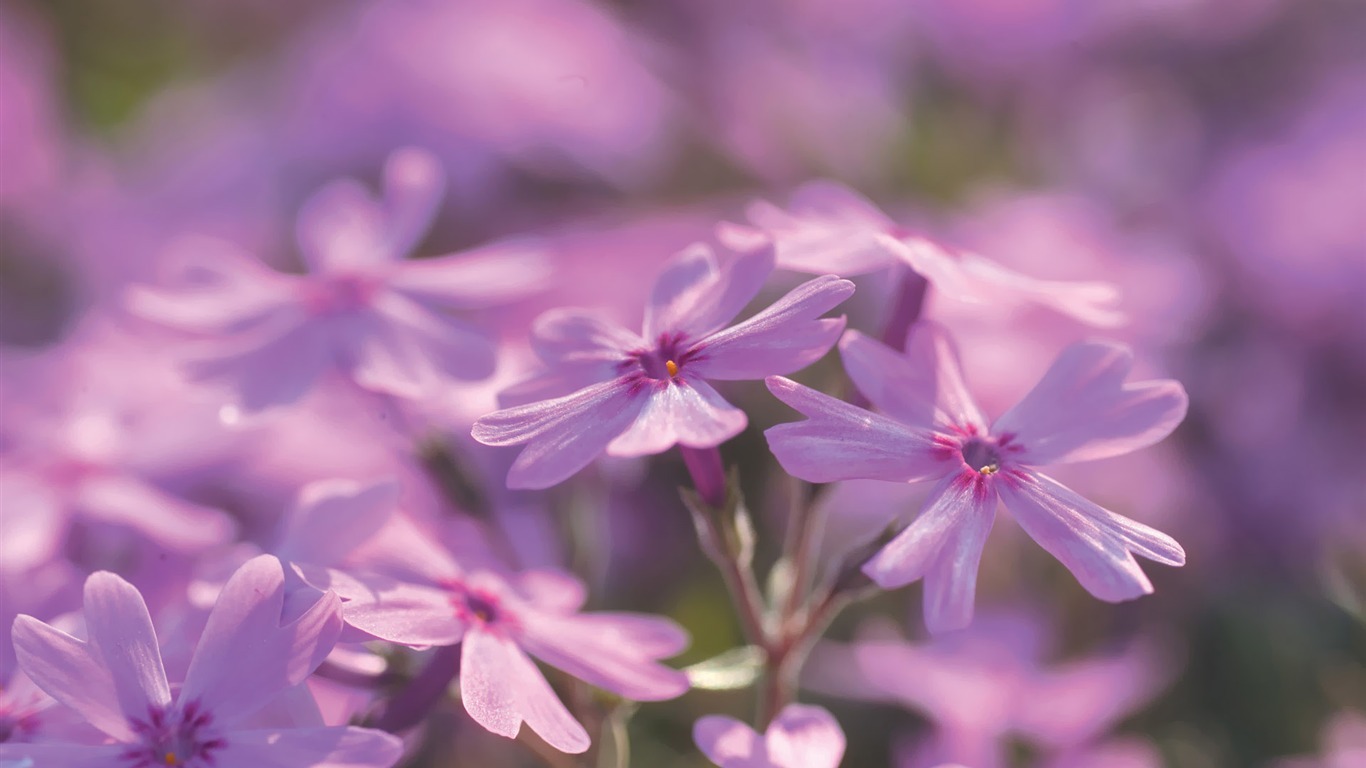 韓國花卉攝影高清紙 #5 - 1366x768