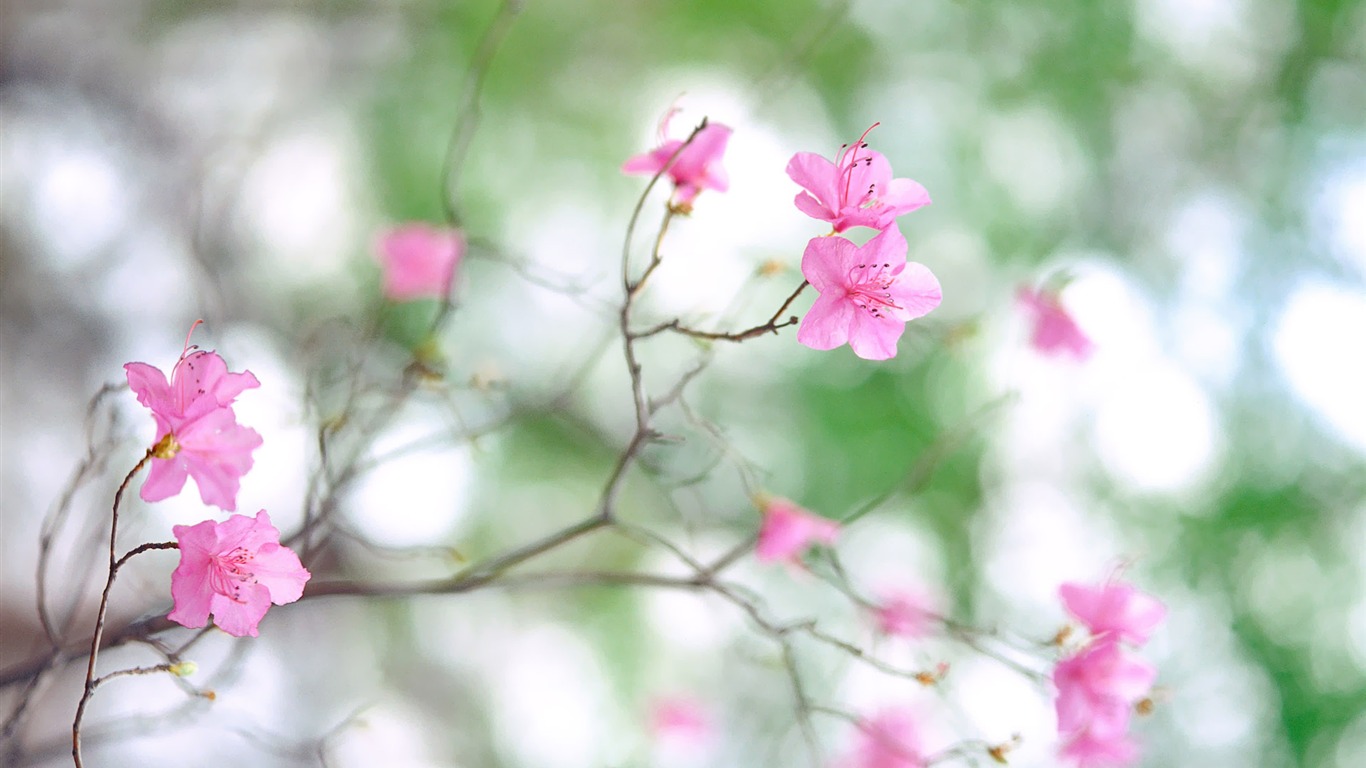 韓國花卉攝影高清紙 #10 - 1366x768