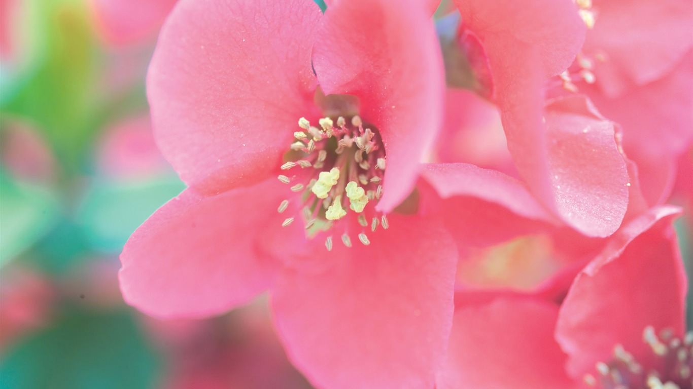 韓國花卉攝影高清紙 #20 - 1366x768