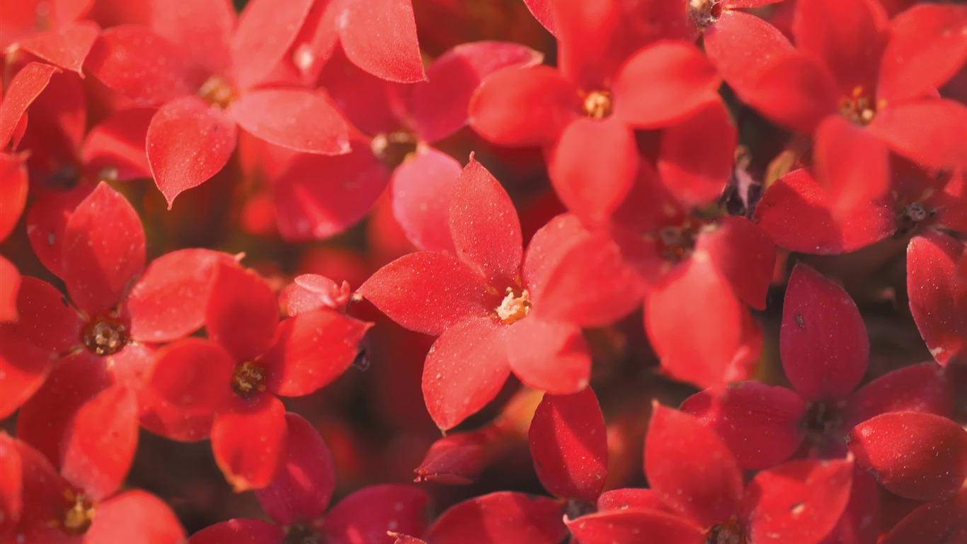 대한민국 꽃 용지의 HD #27 - 1366x768