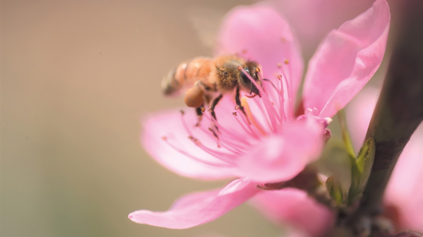 Fleurs Corée du Sud HD Livre #30 - 1366x768