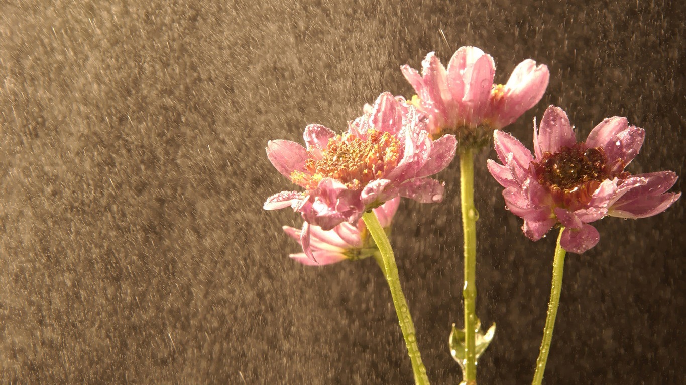 韓國花卉攝影高清紙 #31 - 1366x768