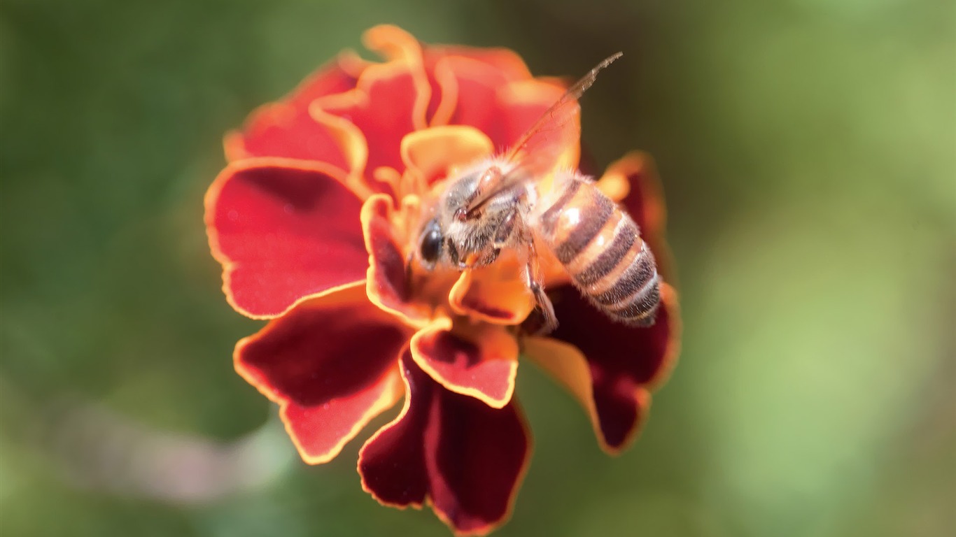 Fleurs Corée du Sud HD Livre #34 - 1366x768