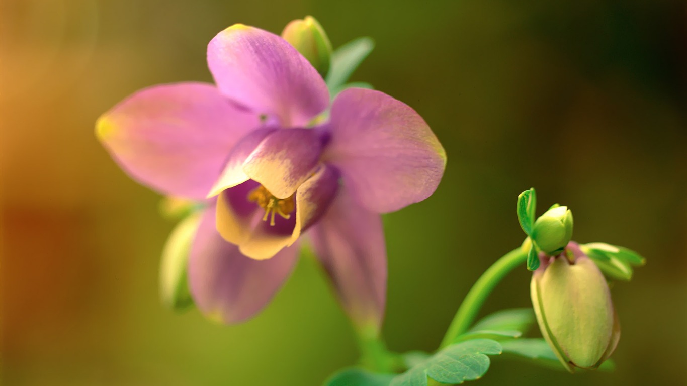 韓國花卉攝影高清紙 #35 - 1366x768