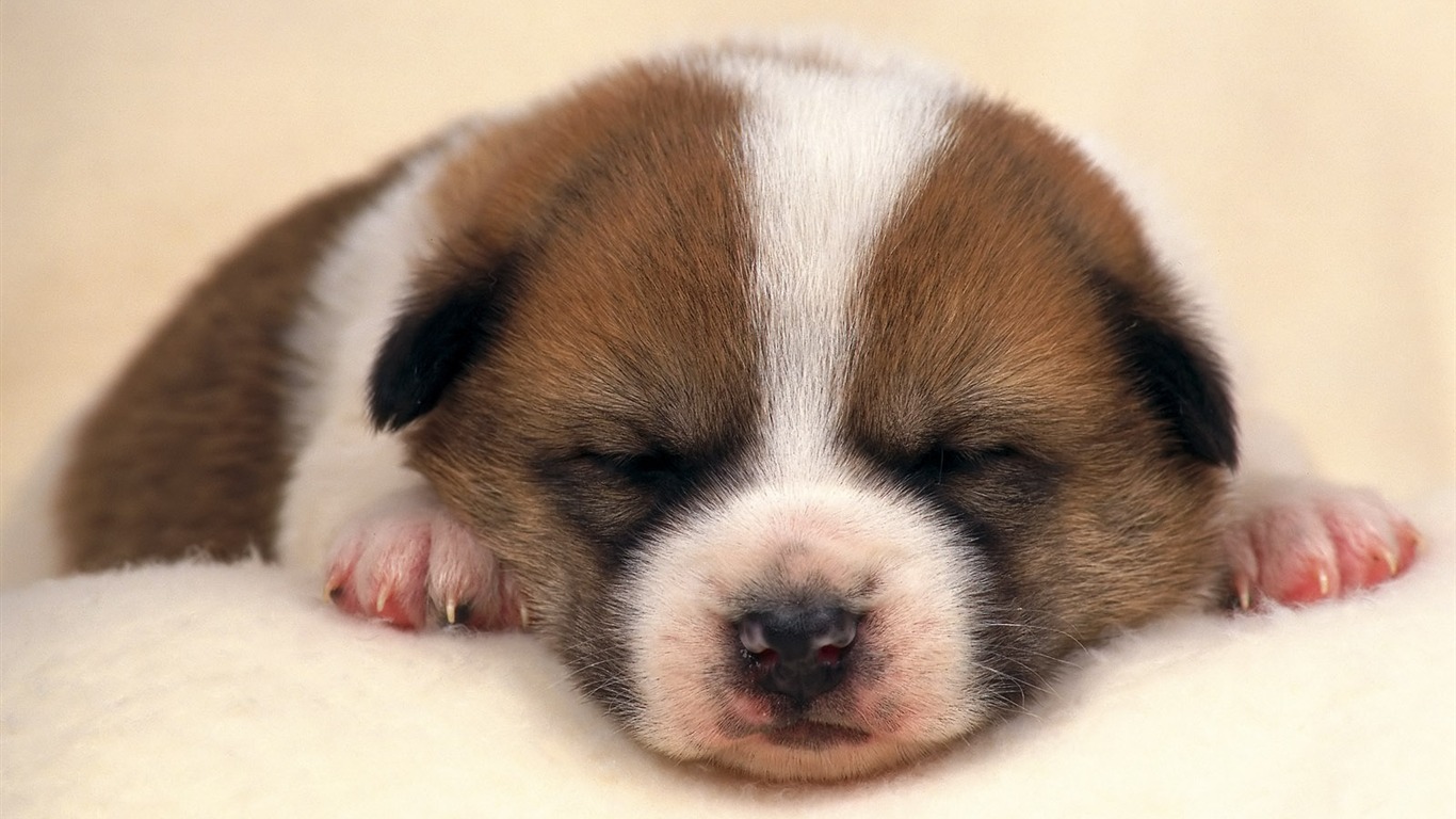 1600 dog photo wallpaper (8) #3 - 1366x768