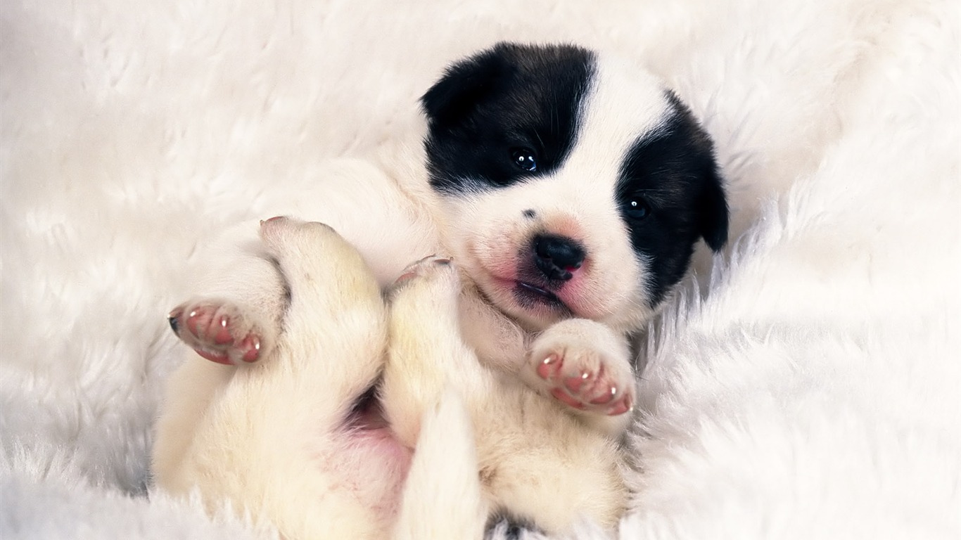 1600 pes foto tapetu (8) #4 - 1366x768