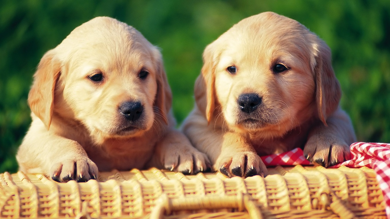 1600 dog photo wallpaper (8) #12 - 1366x768