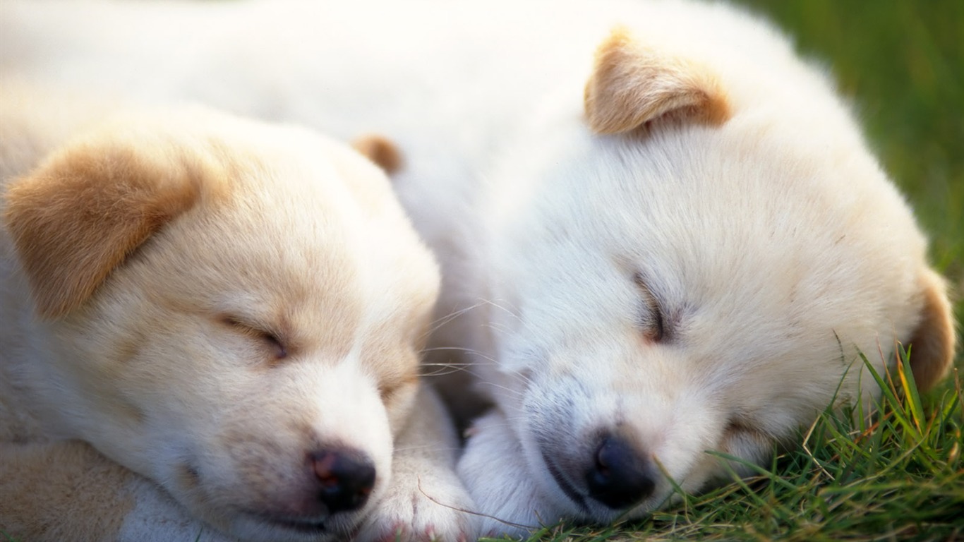 1600犬の写真の壁紙 8 16 1366x768 壁紙ダウンロード 1600犬の写真の壁紙 8 動物 壁紙 V3の壁紙