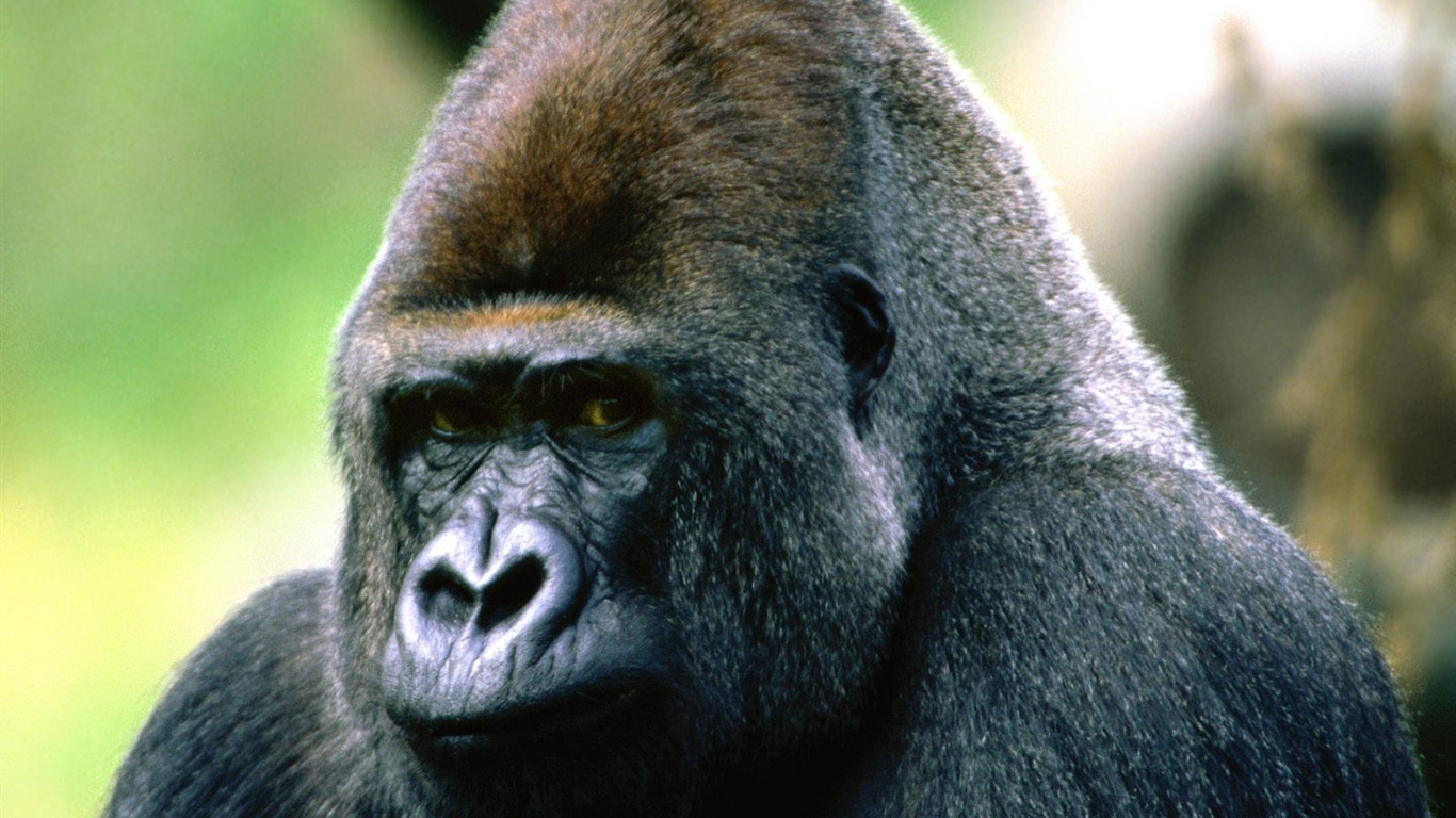 Monkey orangutan tapety (1) #1 - 1366x768