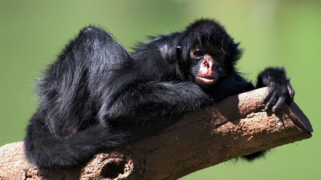 Monkey orangutan tapety (1) #3 - 1366x768