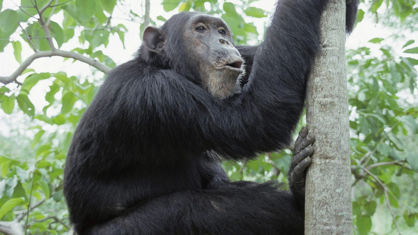 Monkey orangutan tapety (1) #4 - 1366x768