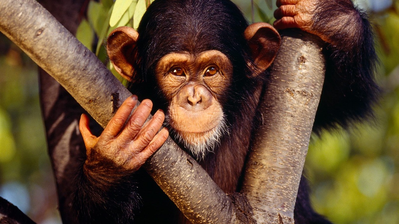 Monkey orangutan tapety (1) #10 - 1366x768