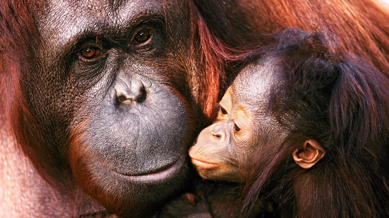 Monkey orangutan tapety (1) #11 - 1366x768