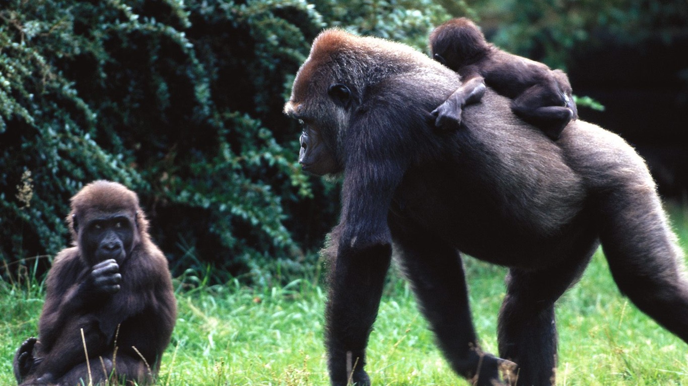 Monkey orangutan tapety (1) #13 - 1366x768