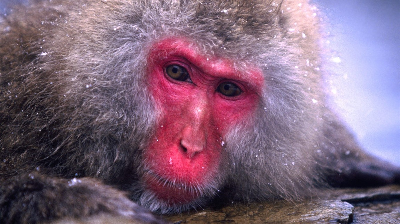 Monkey orangutan tapety (1) #14 - 1366x768