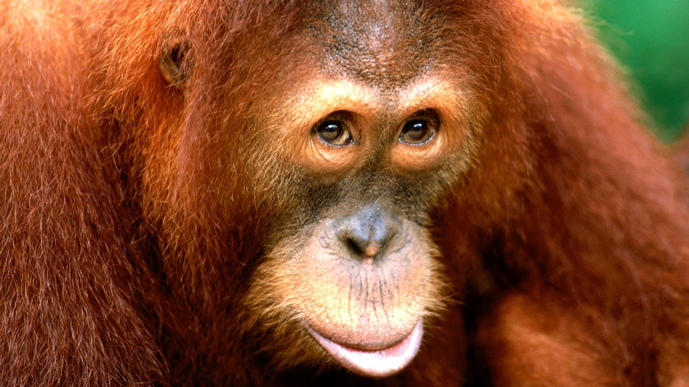 Monkey orangutan tapety (1) #16 - 1366x768