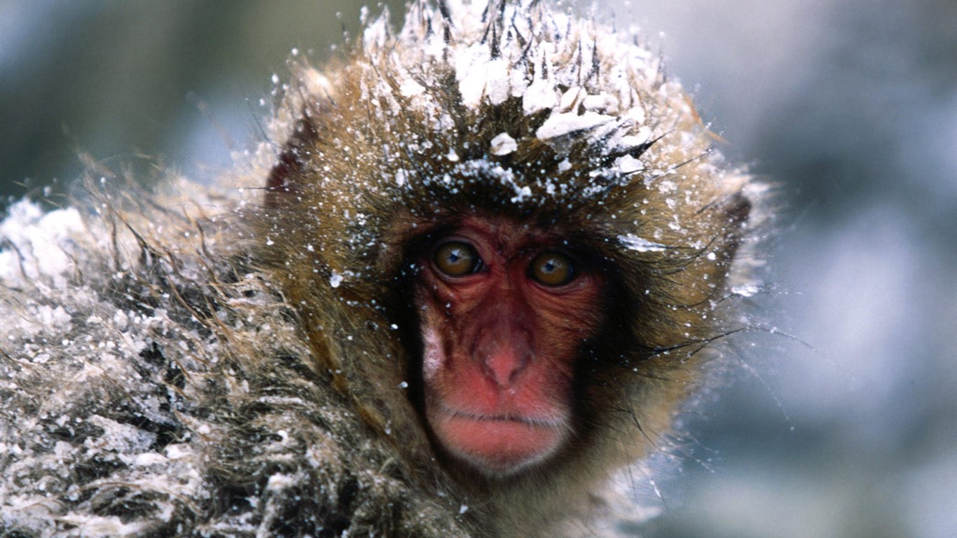 Monkey orangutan tapety (1) #19 - 1366x768