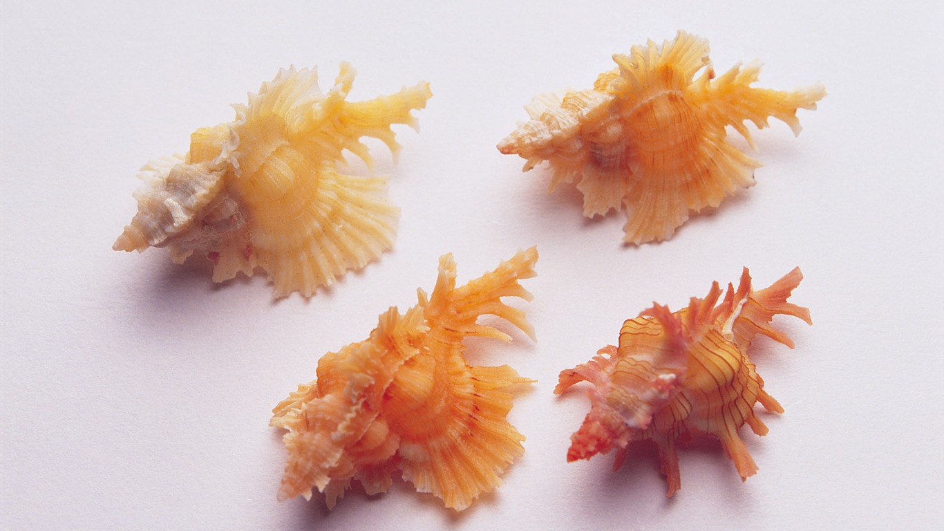 Conch Shell wallpaper album (3) #3 - 1366x768