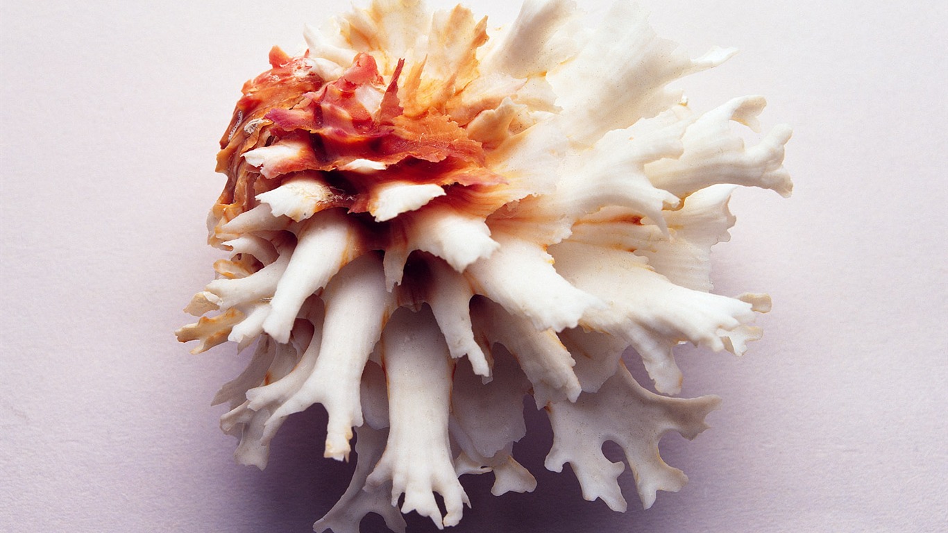 Conch Shell wallpaper album (3) #4 - 1366x768