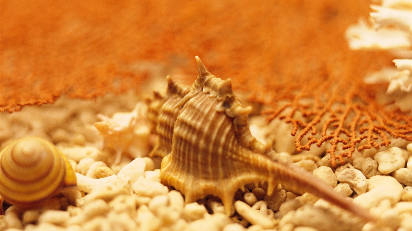 Conch Shell wallpaper album (3) #5 - 1366x768