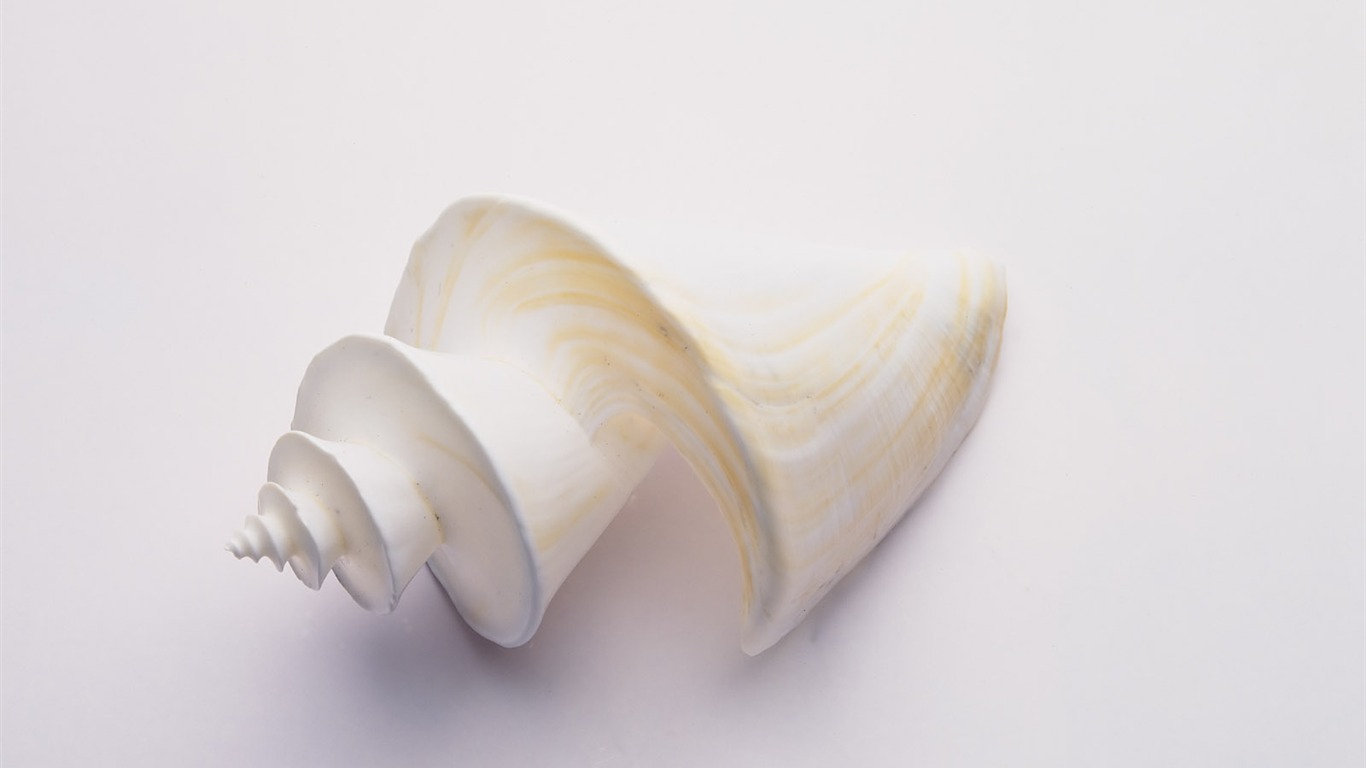 Conch Shell wallpaper album (3) #10 - 1366x768