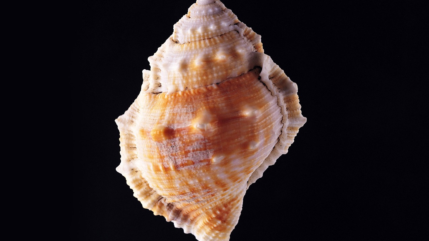 Conch Shell wallpaper album (3) #12 - 1366x768