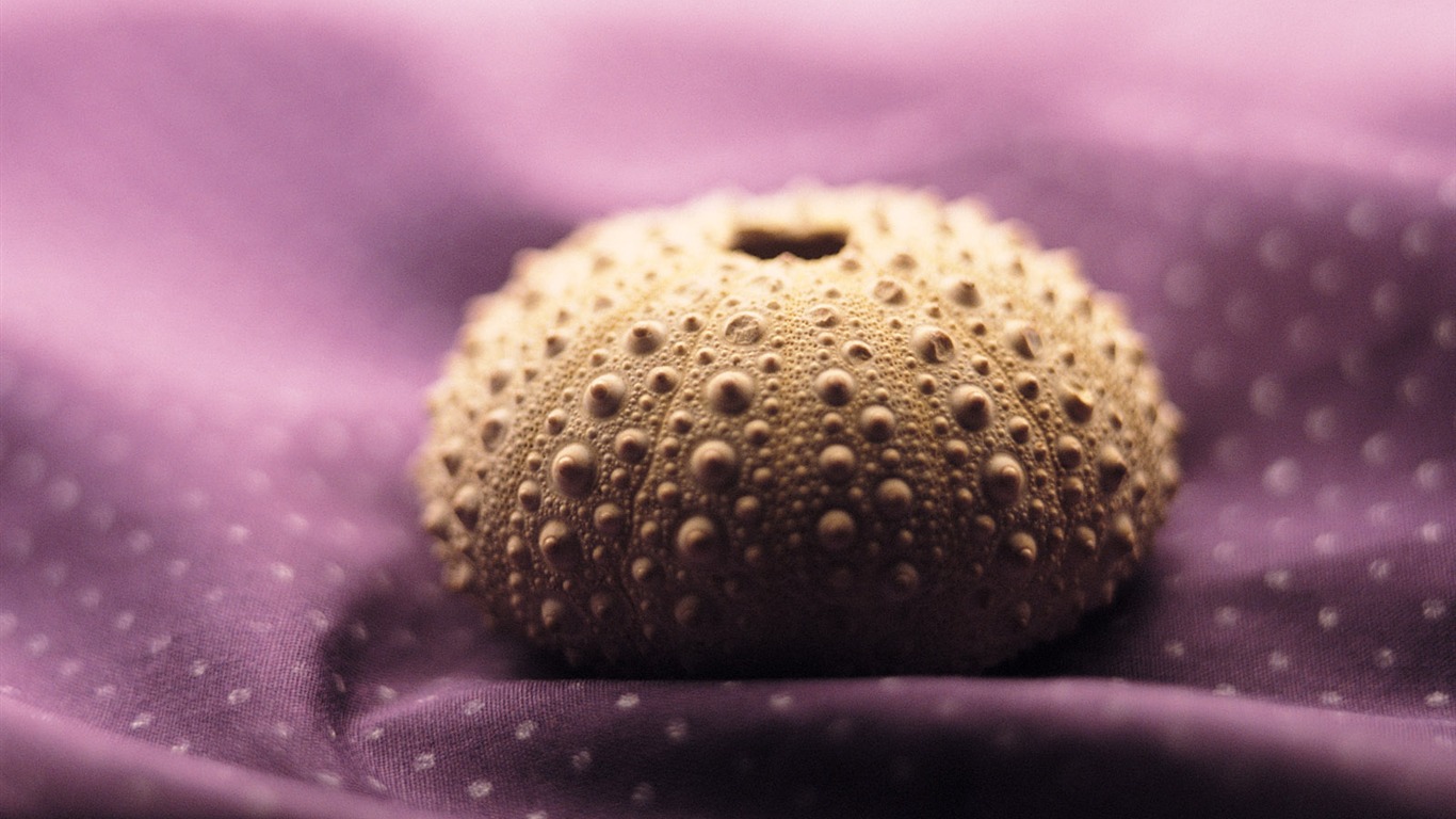 Conch Shell album fonds d'écran (3) #14 - 1366x768