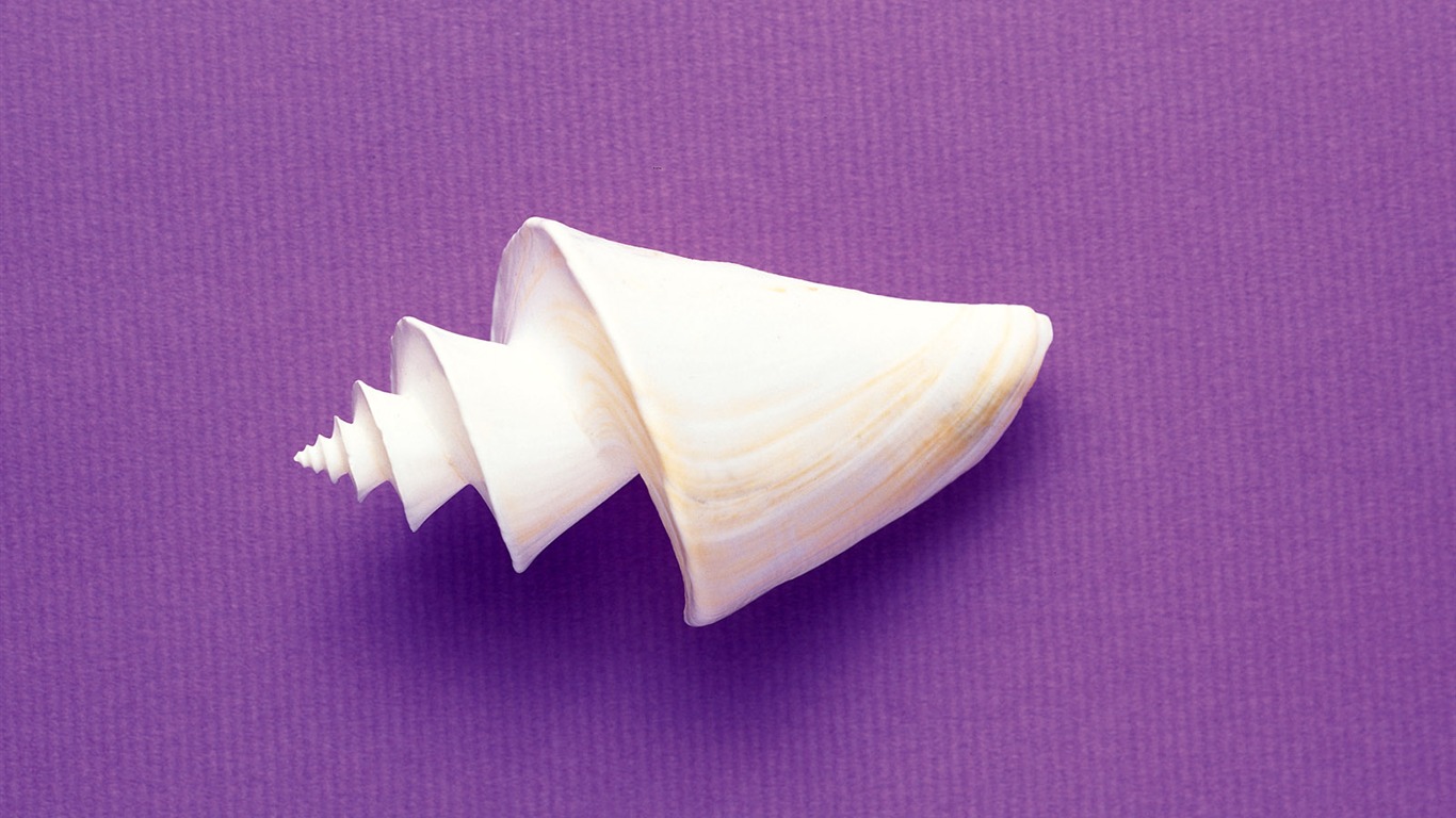 Conch Shell wallpaper album (3) #15 - 1366x768