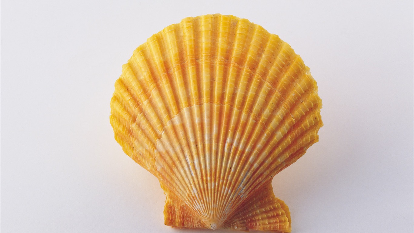 Conch Shell wallpaper album (3) #16 - 1366x768